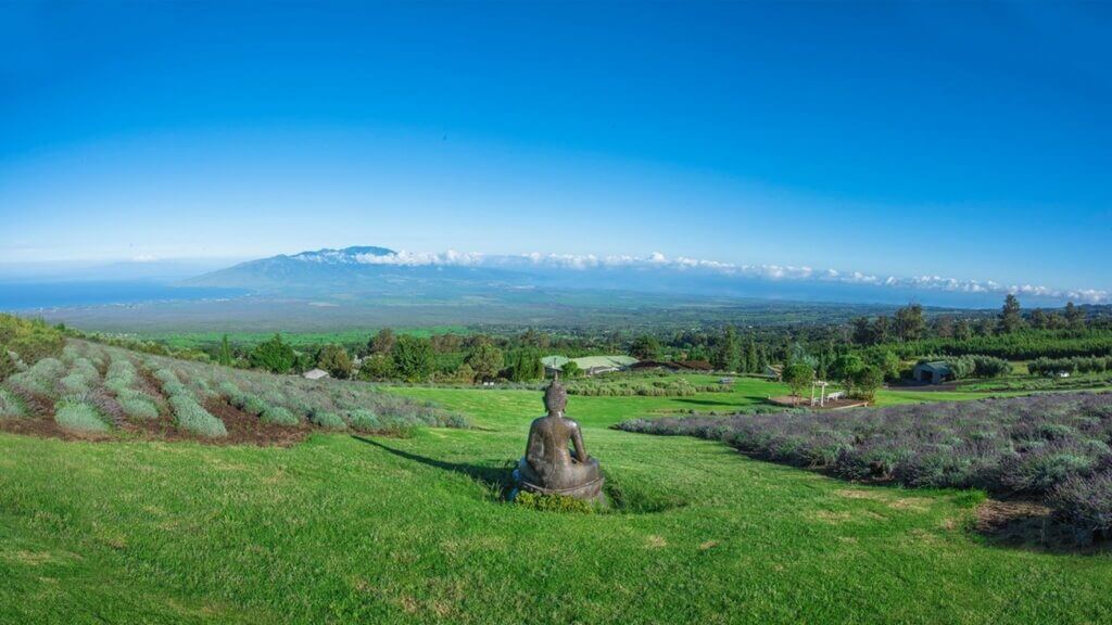 Pineapple Farm Tours Maui - Ali’i Kula Lavender Farm