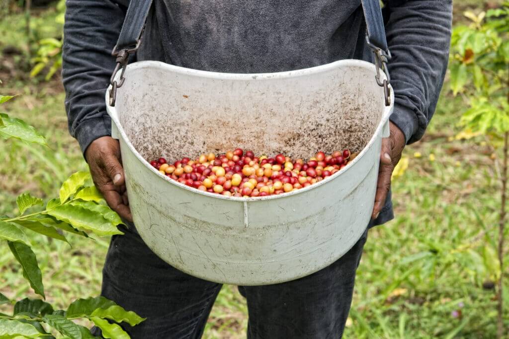 Kona Coffee Farm in Hawaii Tours 