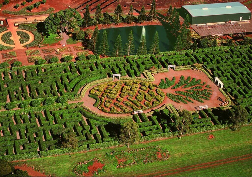 Pineapple Farm Tours Maui - Dole Plantation