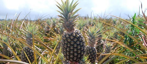 Pineapple Farm Tours Maui - Maui Gold Pineapple fields