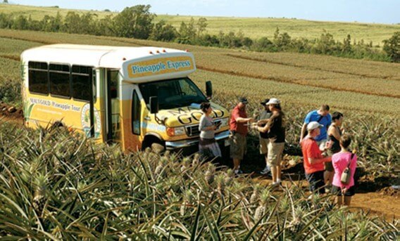 Pineapple Farm Tours Maui - Maui Gold Pineapple fields