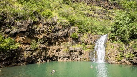 Pineapple Farm Tours Maui - Waimea Valley