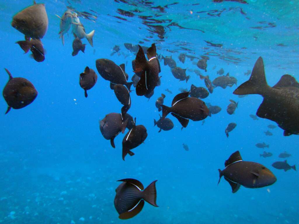 Maui Molokini Crater Snorkeling - 10 Best Tours for 2022

