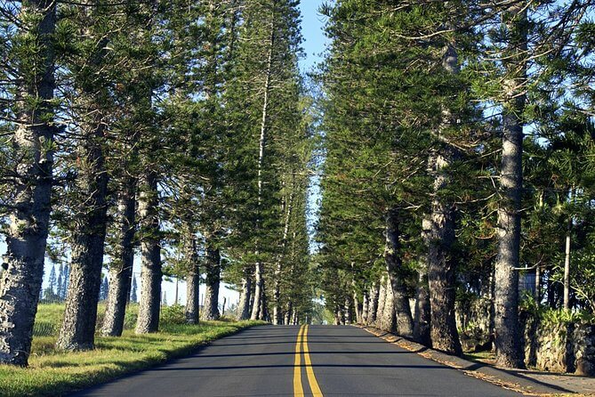 Road to Hana & Bamboo Forest on Maui Tours 