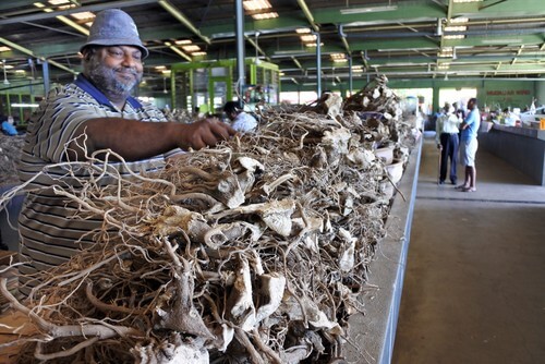  Kava root on sale at a market