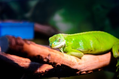 image of a bright green Fijian Bended Iguana