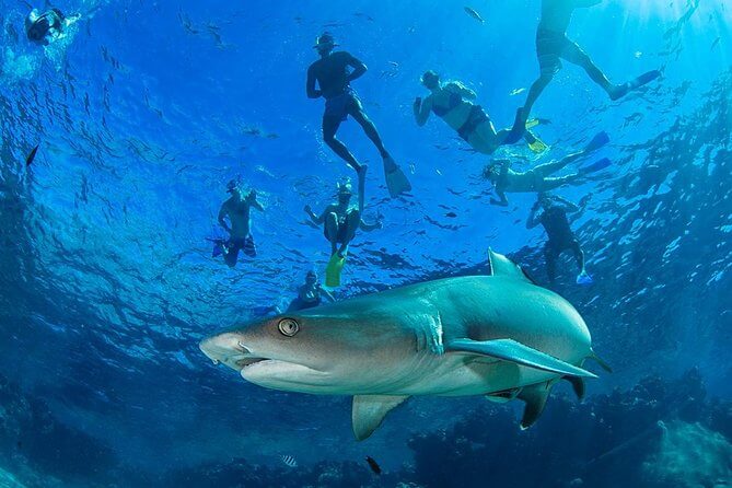 Ultimate Snorkel with Sharks Encounter in Fiji 