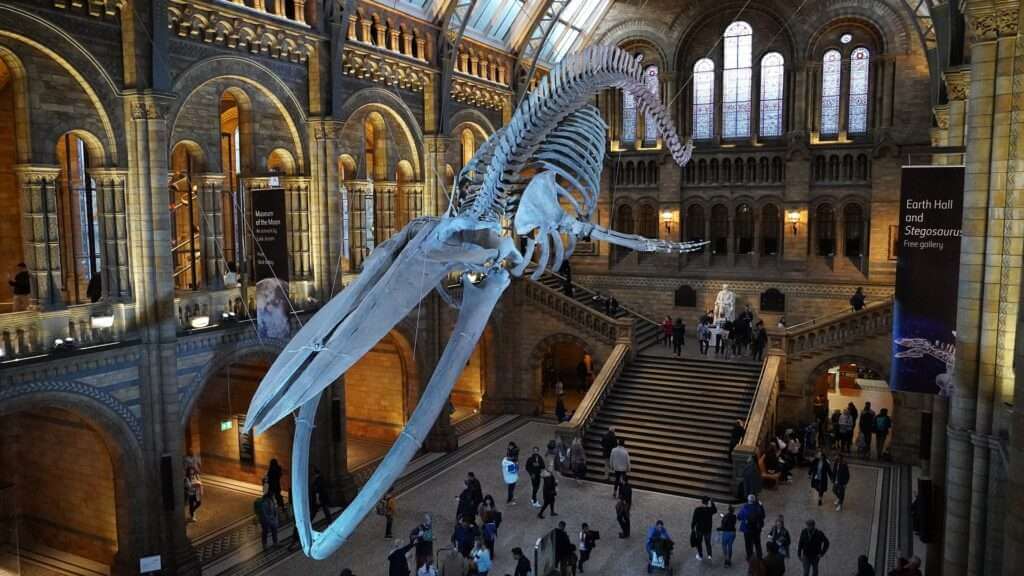 London Natural History Museum