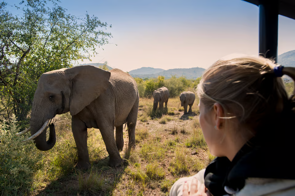 Top 5 Pilanesberg Safari Day Tours in Sth Africa